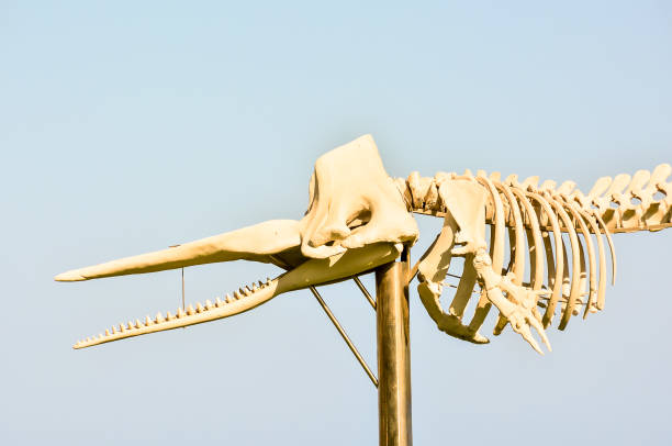 istock A skeleton of a whale is on a pole 2179437793