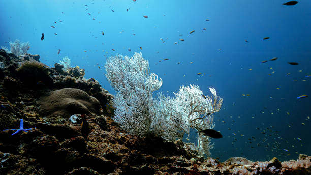 istock Frosty white soft corals - Christmas underwater 2179442084