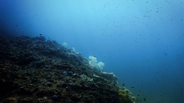 istock Frosty white soft corals - Christmas underwater 2179442085