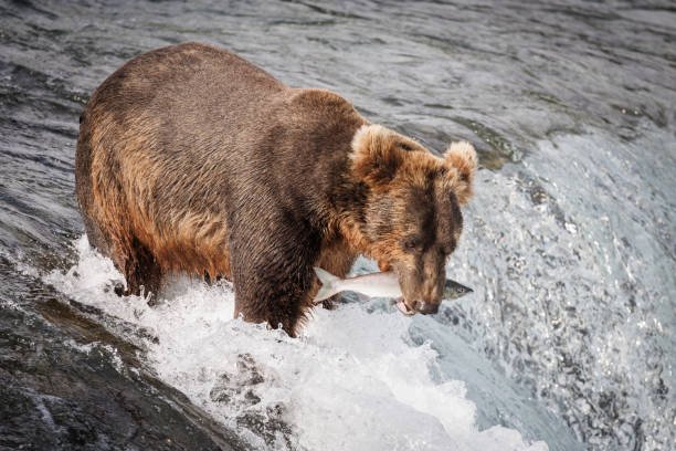istock Bear with a Fresh Catch at Brooks Falls 2179450117