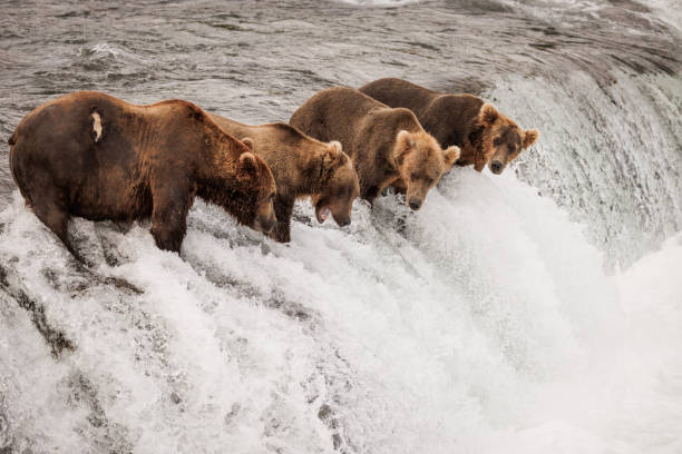 istock Bears Lined Up at the Falls 2179450843