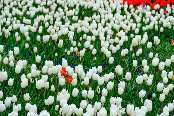 Beautiful white tulips in my garden in early springtime