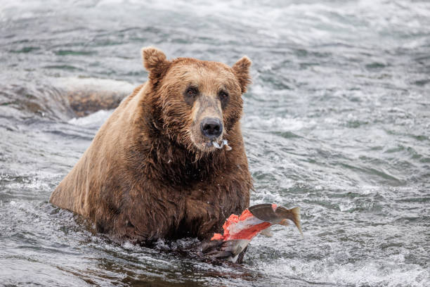 istock Coastal Brown Bear Stares with Salmon 2179451968