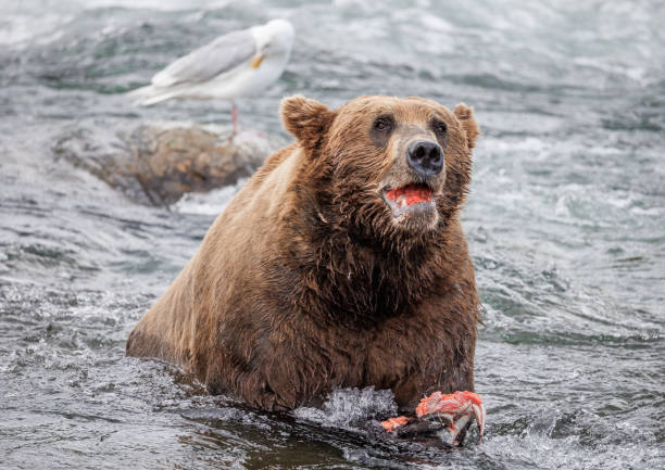A coastal brown bear lifts its head from the water, shredded salmon in its grasp, while a seagull watches from a nearby rock in the river at Katmai National Park.