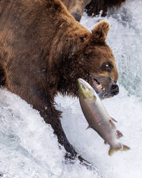 istock Brown Bear Misses Salmon at Brooks Falls 2179452147