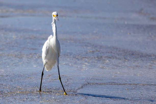 istock large bird in the ocean 2179456364