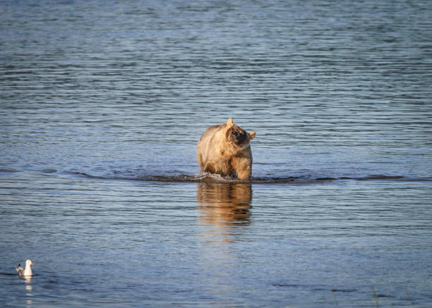 A solitary brown bear moves through the still waters of Katmai National Park, Alaska, casting a soft reflection beneath the calm surface.