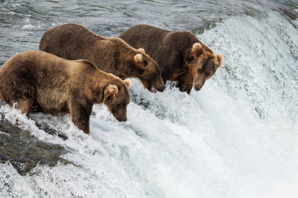 Bear lying down looking to his right and sitting in front of a waterfall