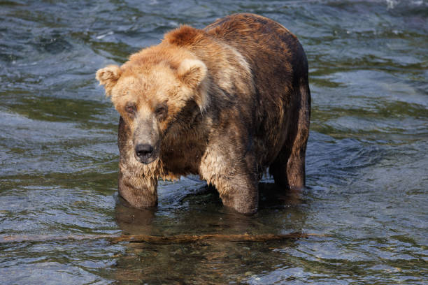 A powerful coastal brown bear stands calmly in the shallow waters of Brooks River, showing a quiet yet commanding presence in Katmai National Park, Alaska.