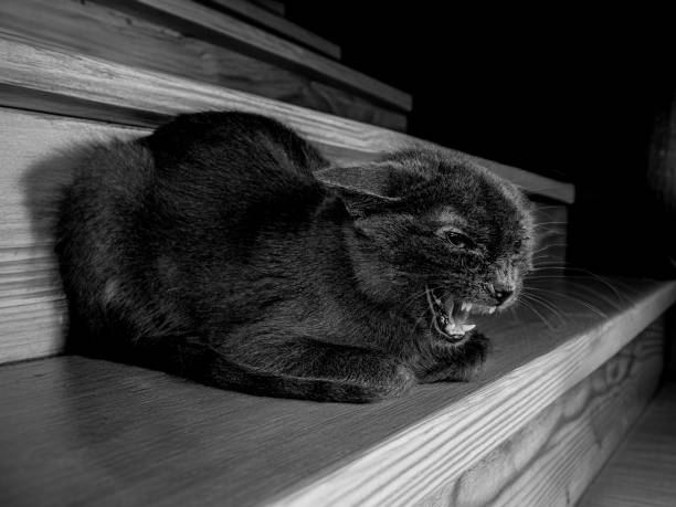 Black cat hissing in a haunted house background for Halloween. High quality photo
