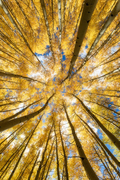 istock Looking up through a fall forest of Aspen trees 2179473774