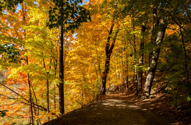 istock Fall Colors in the Woods 2179474120