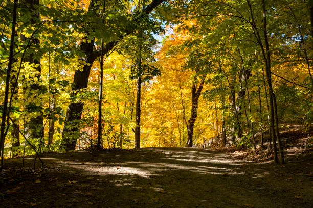 istock Fall Colors in the Woods 2179474129