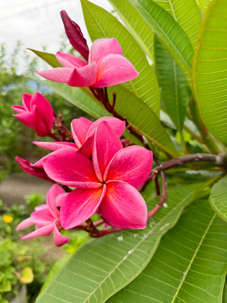 istock pink plumeria flower 2179474828