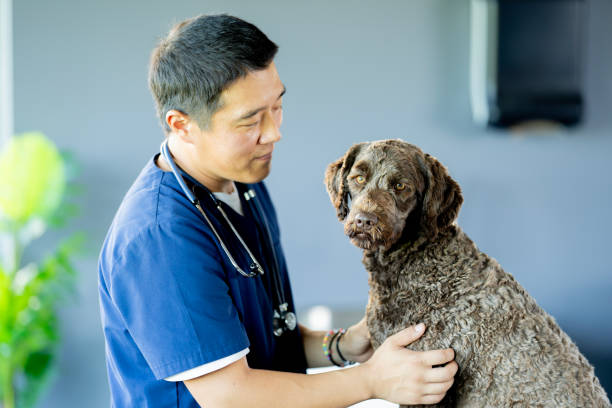 examen médico veterinario - canino animal fotografías e imágenes de stock