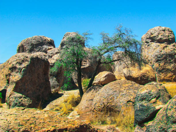 istock Tree In The Desert In Between Red Rocks With A Black Trunk 2179483266