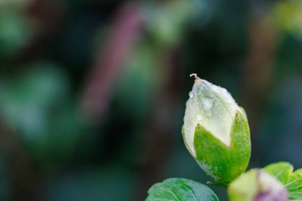 raindrops on flowers, macro photography, red and green, flowers, buds, close-up