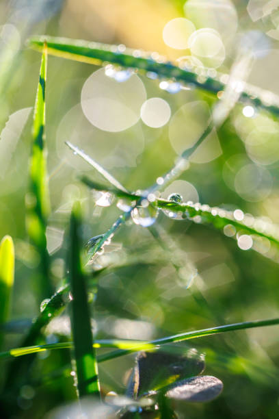 istock Morning after the rain 2179487482