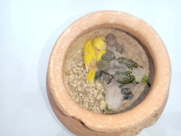 Group of newborn budgerigar baby birds