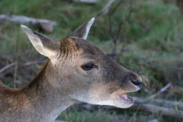 istock beautiful portrait of a young fallow deer 2179494380