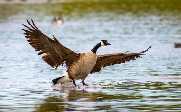 istock Canada goose with wings spread landing on a lake with a blurred background. Gilbert, Arizona 2179494476