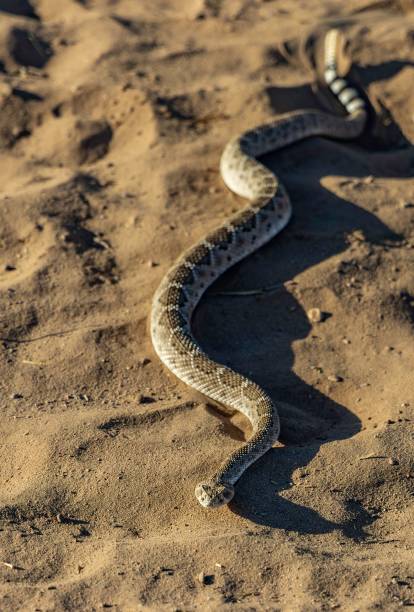istock Diamondback rattlesnake slithering on sandy ground in a desert environment under sunlight. Arizona 2179495123