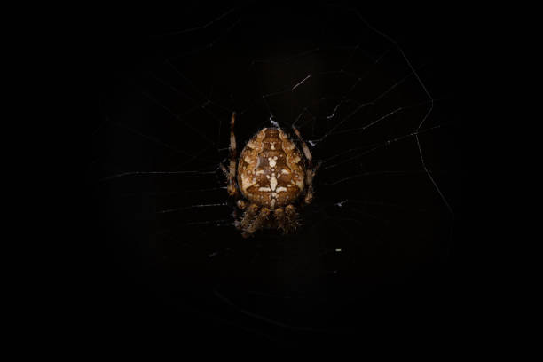 istock Cross spider, or Cross orbweaver 2179495701