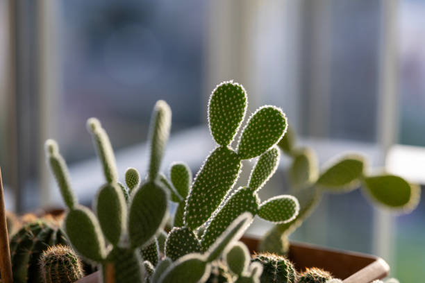 Cactus flower growing on the balcony at home