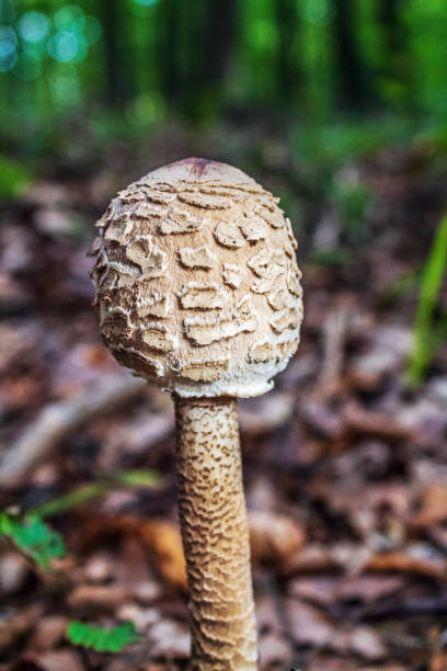 istock Macro  - Forest - Europe, Romania, Suceava region 2179497594