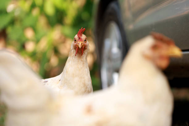 A group of brown layer hens inside a commercial poultry farm, standing in cages and laying eggs on metal conveyor trays. The chickens are part of an industrial egg production system. Eggs are collected in rows beneath the birds, showcasing mass production in a rural agricultural setting. Daylight filters through the open-sided barn, providing a natural lighting environment.
