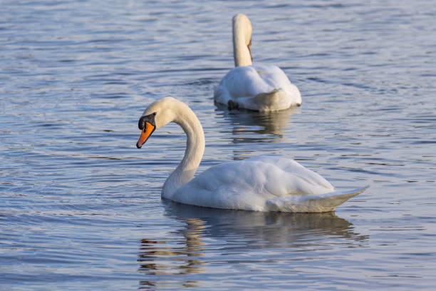 istock Two swans are swimming in a lake 2179502583