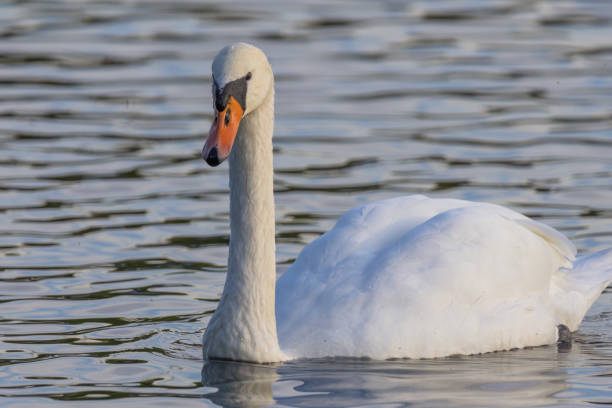 istock A swan is swimming in a lake 2179502626