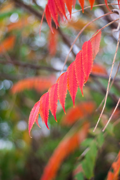 istock Colorful autumn   background from a red Vinegar Tree 2179503599