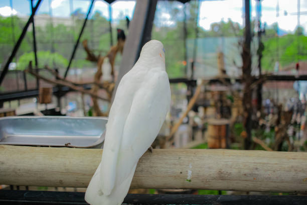 A close-up portrait of a white cockatoo with a sharp and expressive gaze. Its pristine white feathers contrast with its bright yellow beak and striking red eyes.