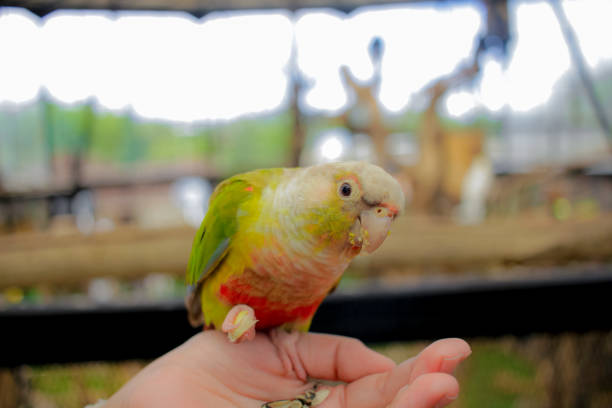 istock A Friendly Green Cheek Conure Enjoying a Treat 2179504432