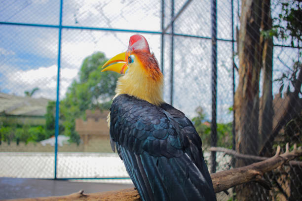 A magnificent Hornbill sits elegantly on a wooden branch, its vibrant yellow casque and black plumage standing out against the lush green foliage. This captivating image would be perfect for nature documentaries, wildlife conservation projects, or as a decorative piece for any home.