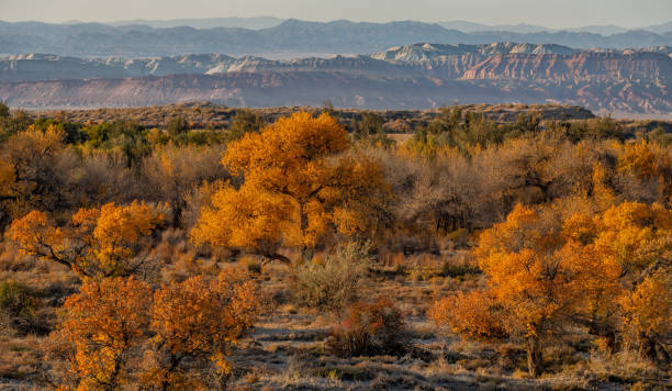 istock Picturesque turangas (trees from the poplar genus) on an autumn evening 2179506212