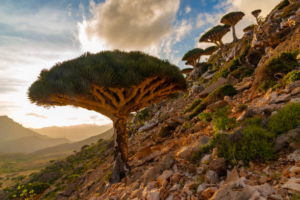 istock Socotra dragon blood trees on hillside at sunset 2179507375