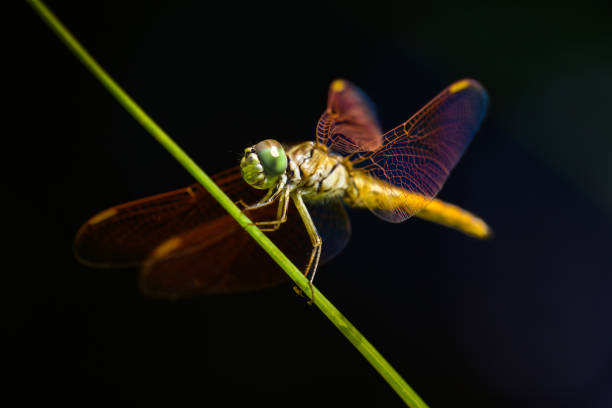 istock Macro Series : Dragonfly sitting on a leaf in nature with dark background 2179507768
