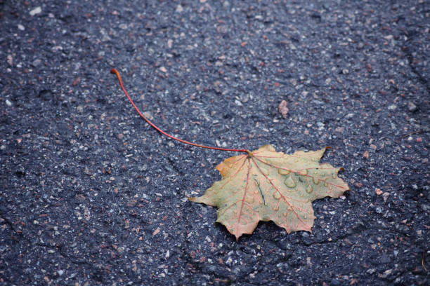 A autumn leaf with fresh raindrops on it on the asphalt