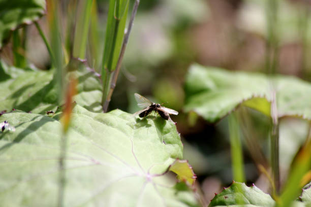 A black garden ant with wings