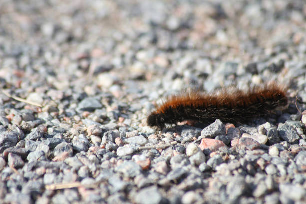 istock A Macrothylacia rubi, the fox moth out for it’s daily walk 2179509617