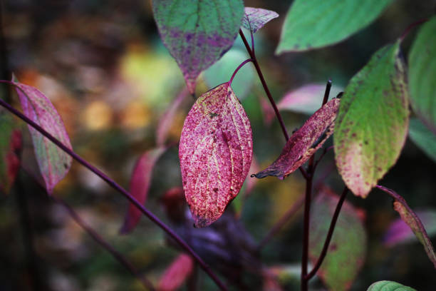 Dogwood leafs changing colors