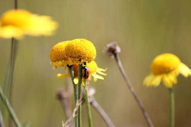 A little lady bug climbing up on a flower