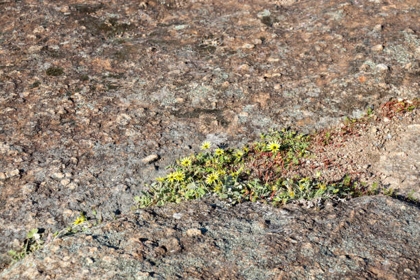 istock wild yellow daisies growing in granite rock 2179511137