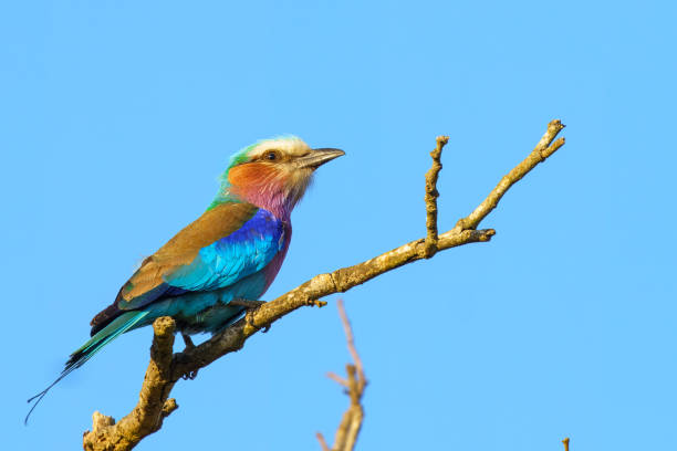 istock Lilac breasted roller, in Kruger National Park, South Africa 2179512759