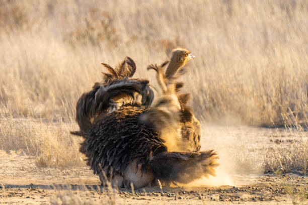istock Ostrich in Kgalagadi Transfrontier Park, South Africa 2179512794