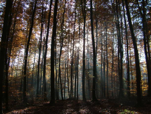istock Autumn in the forest 2179512797