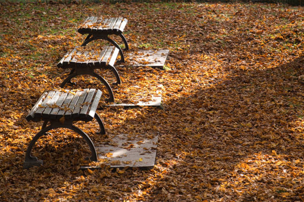 Benches in a park with autumn leaves