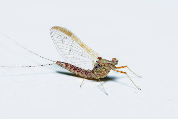 istock Female Pond Olive mayfly, Cloeon Dipterum 2179513714